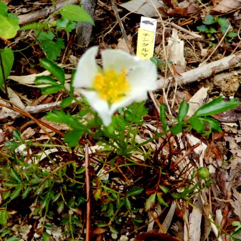 チングルマ 山野草の解説