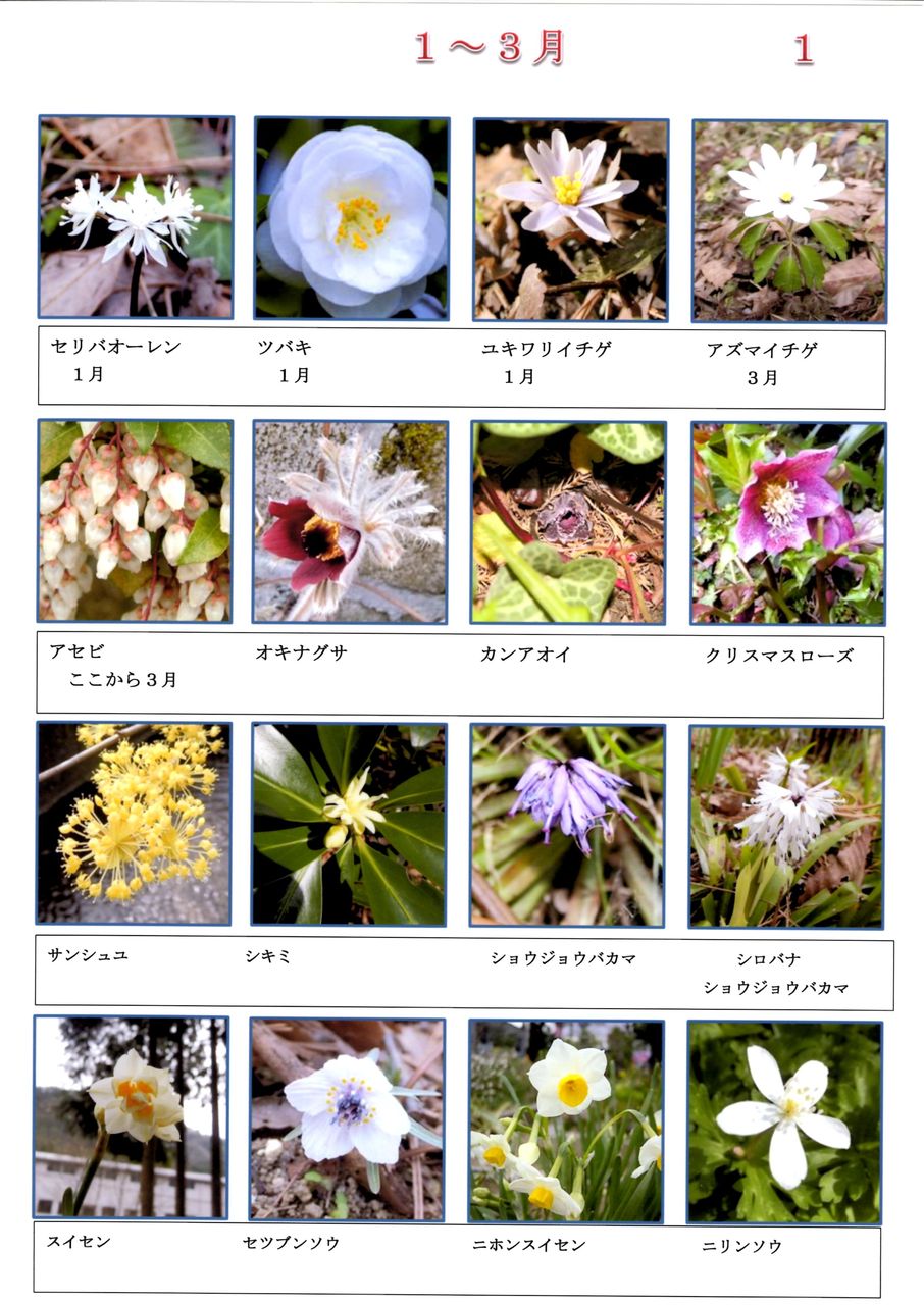 花図鑑 野草 Www Metalroofingcenter Com