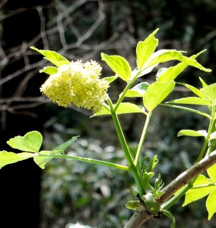ニワトコ 山野草の解説 ニワトコ 山野草の解説