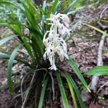 ノシラン : 山野草の解説