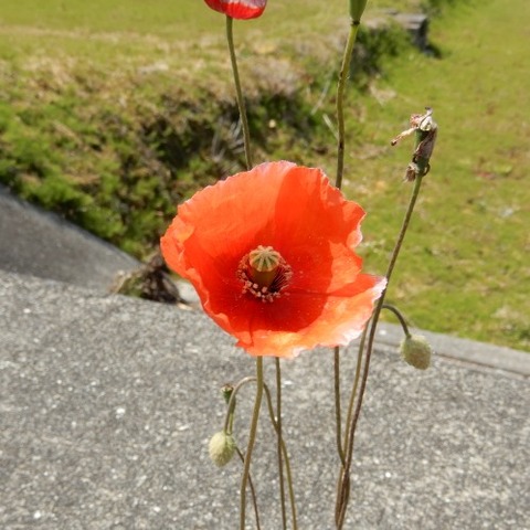 年末のプロモーション特価 袋帯 ポピー ケシの花 濃い焦げ茶 着物 Qaa Edu Qa
