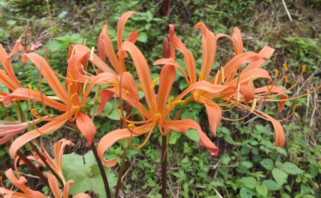 オオキツネノカミソリ 山野草の解説 オオキツネノカミソリ 山野草の解説