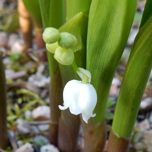 ニホンスズラン 山野草の解説