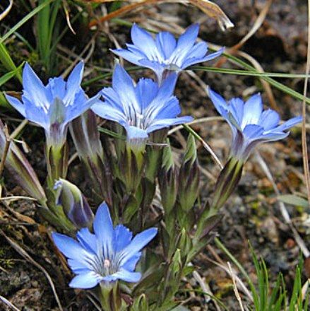 ハルリンドウ 山野草の解説 ハルリンドウ 山野草の解説