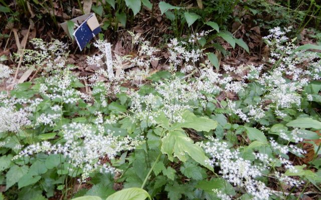 ヒトツバショウマ 山野草の解説 ヒトツバショウマ 山野草の解説