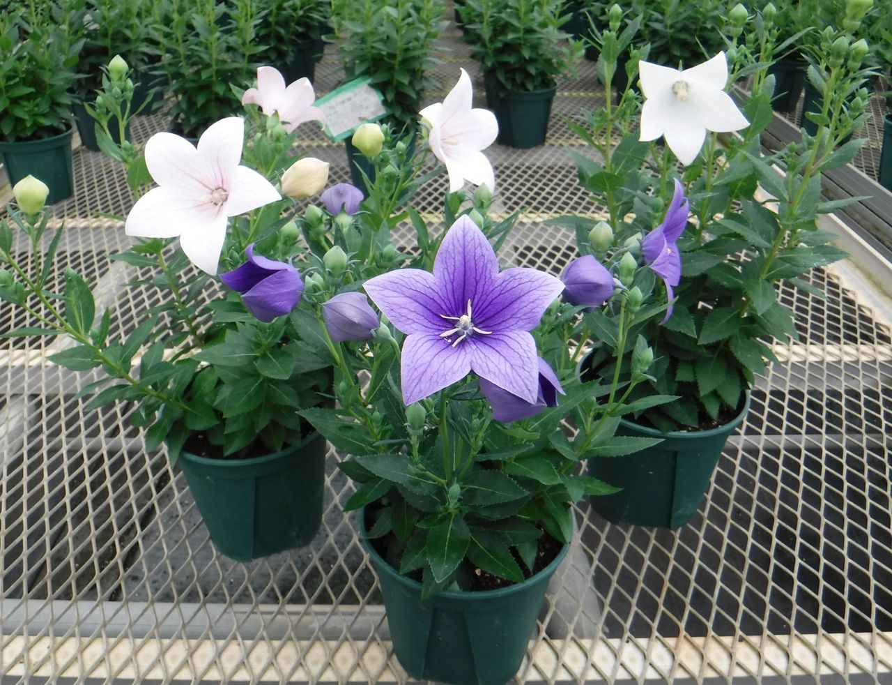 ６月下旬までの花苗情報 Hananoumi Farm Kodamaのblog