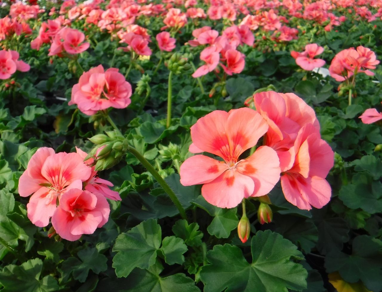 お庭や花壇 寄せ植えに最適なお花がそろってます Hananoumi Farm Kodamaのblog