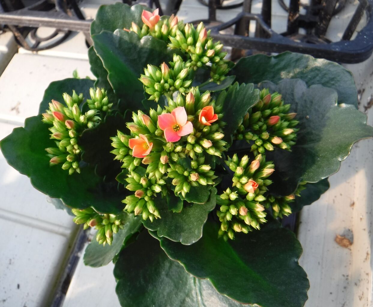 hananoumi_farm_kodamaのblog２月からの花苗情報～お庭も室内装飾もお役に立ちます！～本年最初の花苗情報～今年もよろしくお願いします！～11月下旬からのフラワー＆グリーンです☆