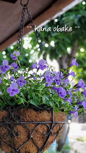 トレニア カタリーナ ブルーリバー Hana Obake 寄せ植え ギャザリング教室