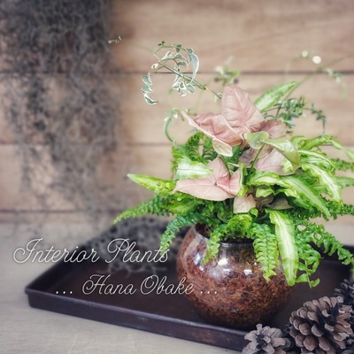 ﾓｰｳﾞﾋﾟﾝｸな観葉で寄せ植え ｷﾞｬｻﾞﾘﾝｸﾞ してみました Hana Obake 寄せ植え ギャザリング教室