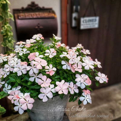 ピーチミルク色 しだれ咲き ニチニチソウ 満開 Hana Obake 寄せ植え ギャザリング教室