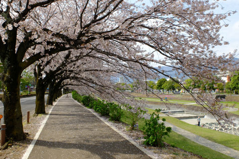 4 6 秦野 中央運動公園水無川沿い 桜 開花状況 散り始め 花ぽたカメラ
