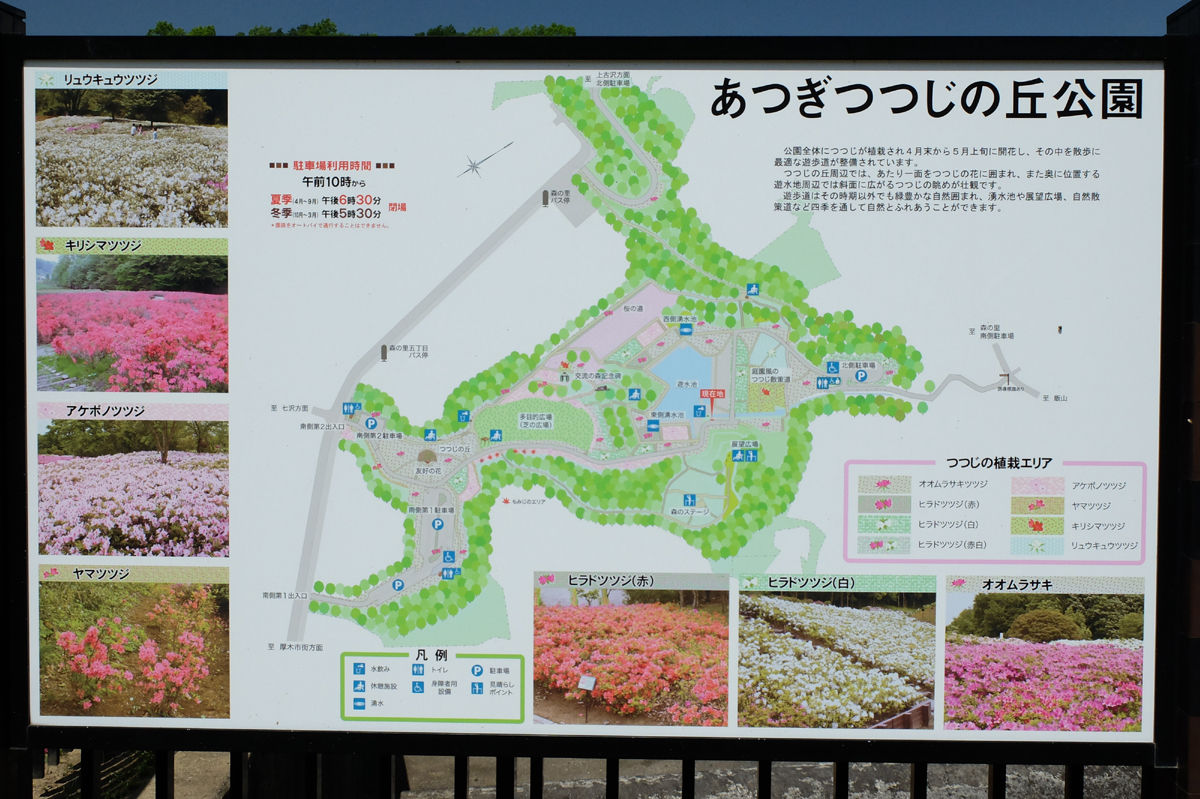 5 5 厚木 あつぎつつじの丘公園 ツツジ 開花状況 見ごろ 終盤 花ぽたカメラ
