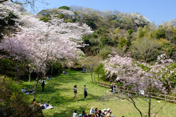 3 28 逗子 桜山中央公園 桜 開花状況 満開 花ぽたカメラ