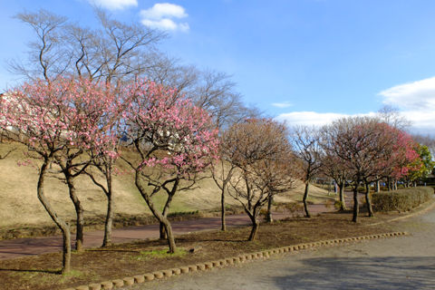 0220-Kanigasawa-Park-(5)