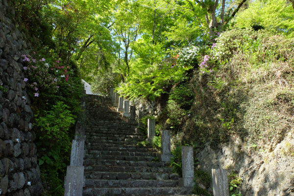 5 2 相模原 正覚寺 つつじ 開花状況 5分咲き 花ぽたカメラ
