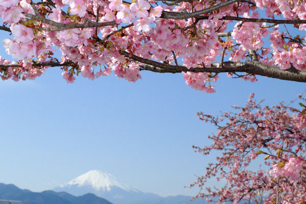 2 19 松田 まつだ桜まつり 早咲きの桜 開花状況 見頃 花ぽたカメラ