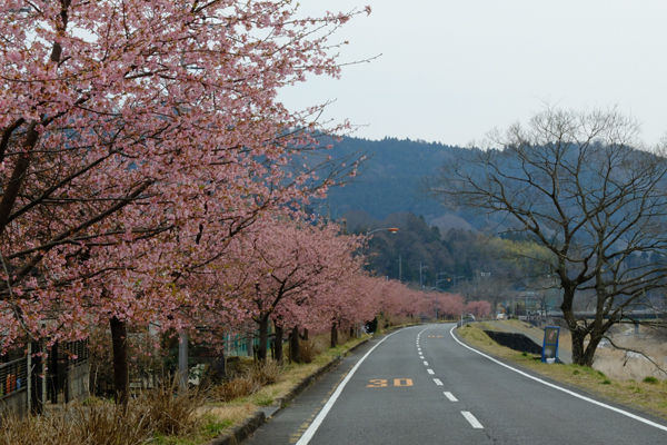 3 5 松田 寄の河津桜並木 開花状況 見ごろ 花ぽたカメラ