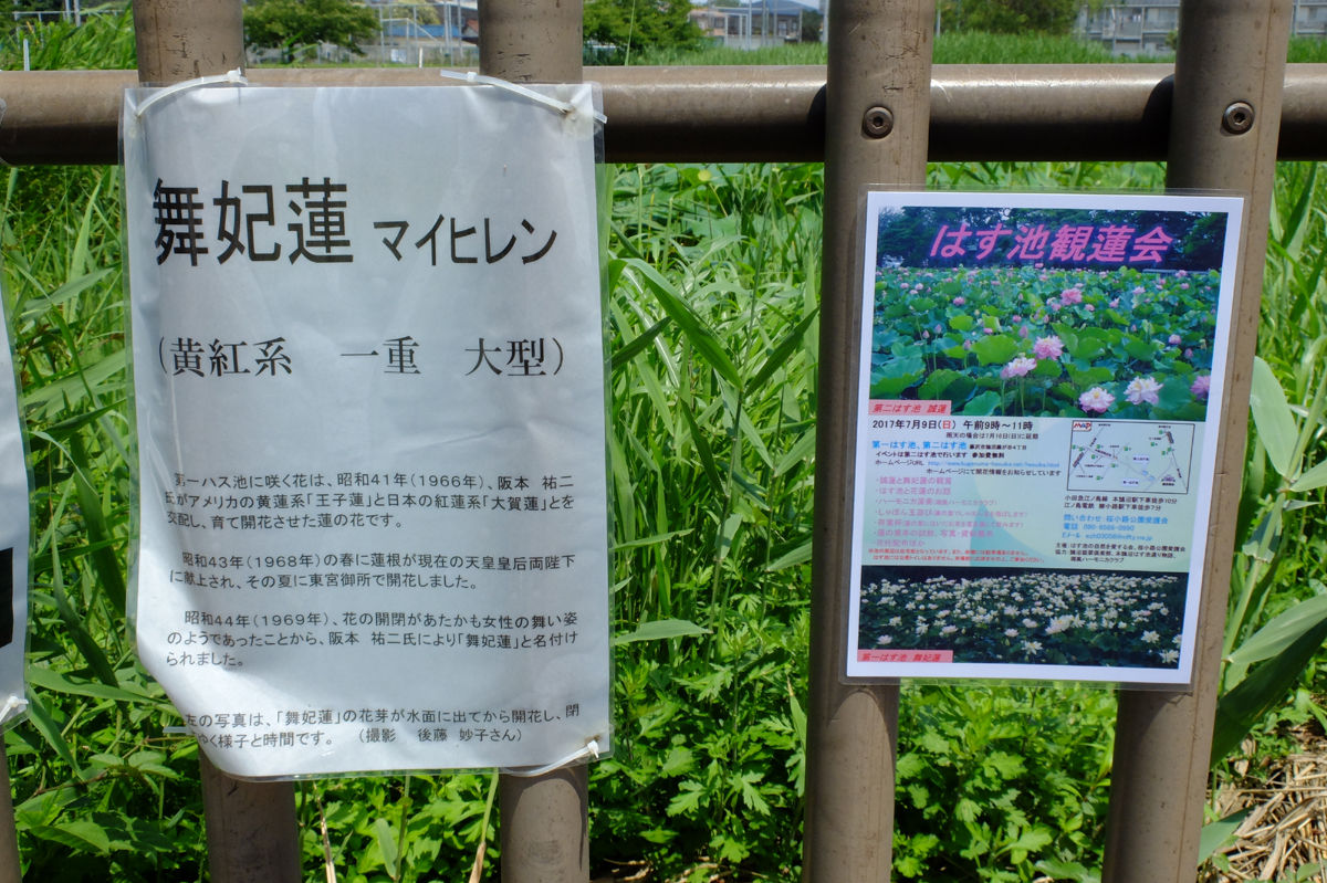 7/7 藤沢 鵠沼 はす池 ハス 開花状況：見ごろ : 花ぽたカメラ