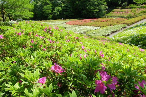 5 5 厚木 あつぎつつじの丘公園 ツツジ 開花状況 7分咲き 花ぽたカメラ