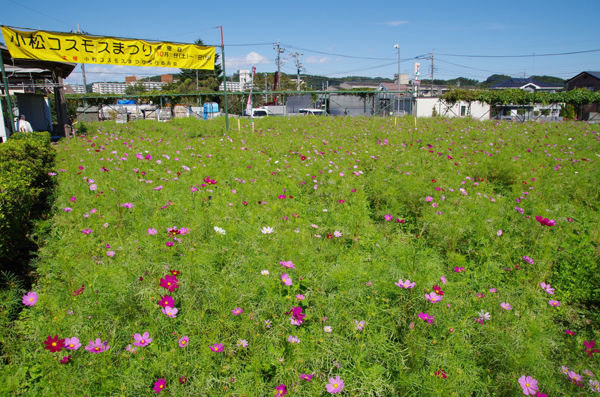 10 8 相模原 小松コスモス祭り コスモス 開花状況 5分 8分咲き 花ぽたカメラ 10 8 相模原 小松コスモス祭り コスモス 開花状況 5分 8分咲き 花ぽたカメラ