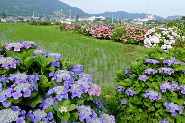 6 15 開成 開成町あじさいの里 アジサイ 開花状況 見ごろ 見ごろ過ぎ 花ぽたカメラ