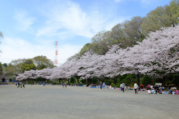4 6 町田 芹ヶ谷公園 桜 開花状況 満開 花ぽたカメラ