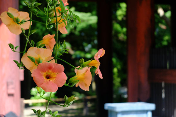 7 7 鎌倉 妙本寺 ノウゼンカズラ 開花状況 見ごろ 花ぽたカメラ 7 7 鎌倉 妙本寺 ノウゼンカズラ 開花状況 見ごろ 花ぽたカメラ