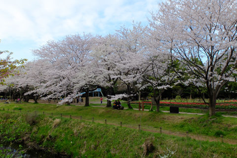 4 2 大和 ふれあいの森 桜 開花状況 満開 花ぽたカメラ 4 2 大和 ふれあいの森 桜 開花状況 満開 花ぽたカメラ