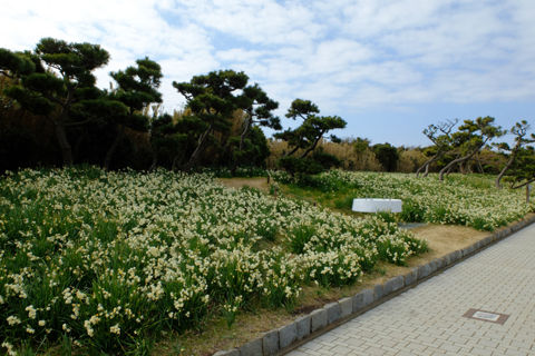 2 21 三浦 城ヶ島公園 スイセン 開花状況 満開 やや見頃過ぎ 花ぽたカメラ 2 21 三浦 城ヶ島公園 スイセン 開花状況 満開 やや見頃過ぎ 花ぽたカメラ