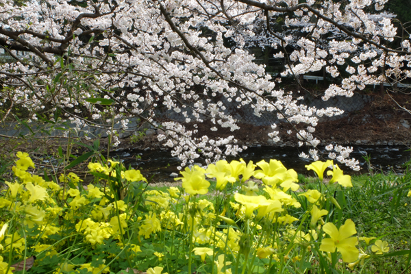 3 27 湯河原 千歳川の桜 開花状況 見頃 花ぽたカメラ 3 27 湯河原 千歳川の桜 開花状況 見頃 花ぽたカメラ