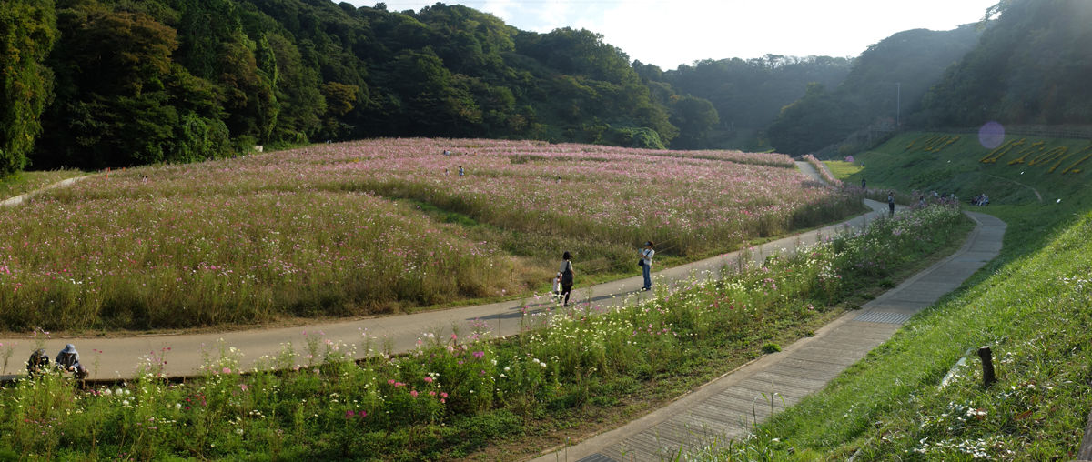 10 24 横須賀 くりはま花の国 コスモス 開花状況 見ごろ 終盤 花ぽたカメラ 10 24 横須賀 くりはま花の国 コスモス 開花状況 見ごろ 終盤 花ぽたカメラ