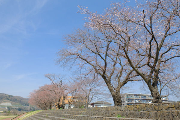 3 31 相模原 高田橋上流堤 桜 開花状況 0 5分 1分咲き 花ぽたカメラ