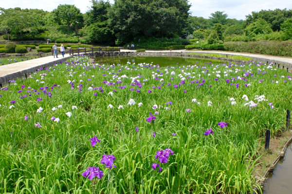 6 相模原 相模原公園 ハナショウブ 開花状況 花数が減っている 花ぽたカメラ