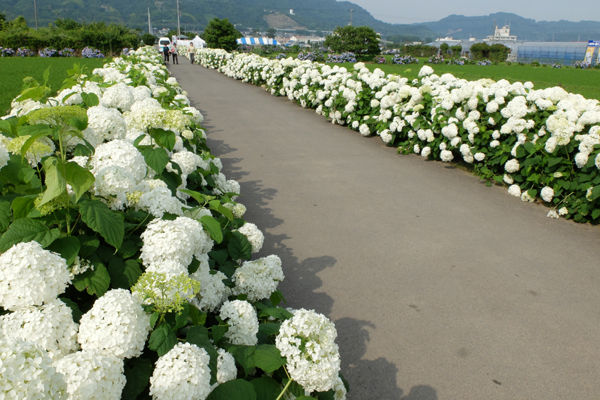 6 15 開成 開成町あじさいの里 アジサイ 開花状況 見ごろ 見ごろ過ぎ 花ぽたカメラ 6 15 開成 開成町あじさいの里 アジサイ 開花状況 見ごろ 見ごろ過ぎ 花ぽたカメラ