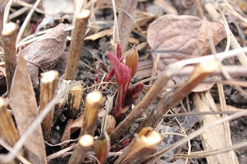 April26_ech