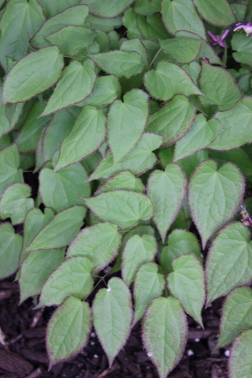 May13_epimedium1