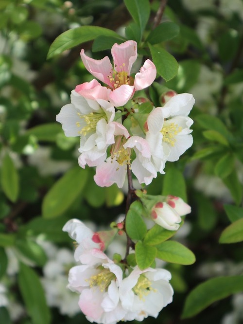 May21 (7)
