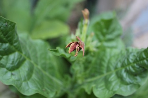 Sept26_nicotiana