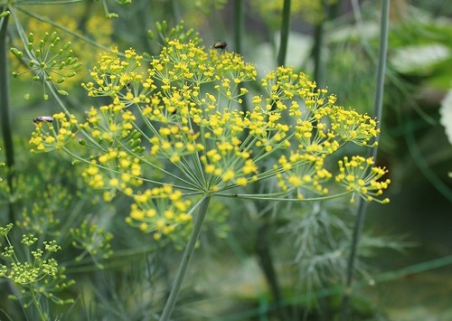 July25_dill