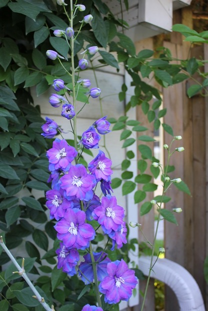 Aug10_delphinium