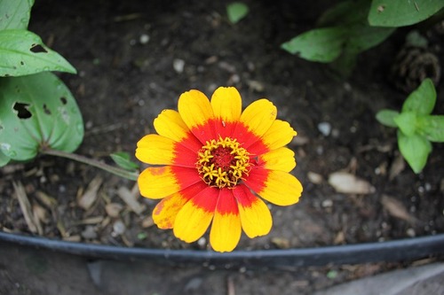 Aug3_zinniaWG