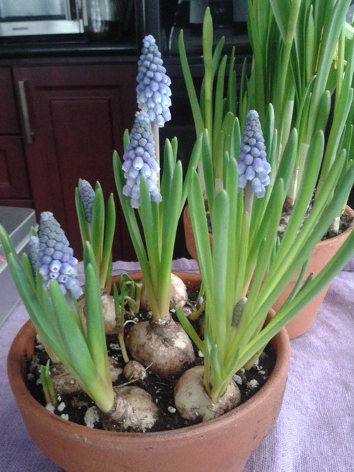 muscari