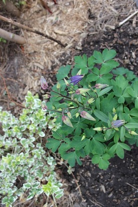 May18_aquilegiaBW