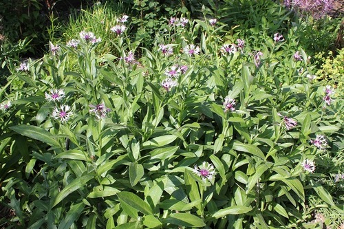 June20_centaurea2