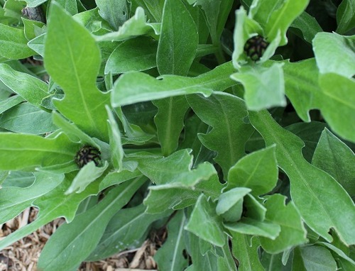 May18_centaurea
