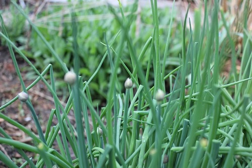 May10_chives