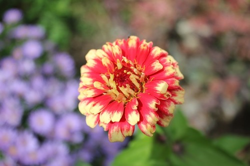 Sept14_zinnia4