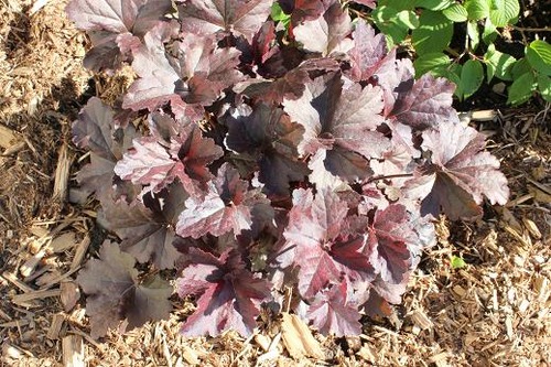 May25_heuchera3