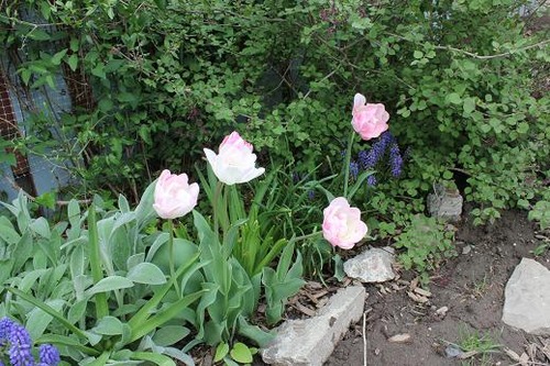 May11_tulips